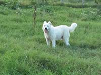 mastino abruzzese femmina